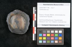 Foto (Objekt + Etikett) von Cardiocarpus sp.  (NHMW-GEO-2024-0188-11146)